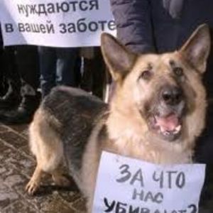 Многие горожане категорически против того, как сегодня поступают с бездомными животными.