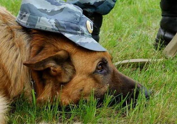 Детей помогли найти "хвостатые милиционеры". Фото с сайта: nnm.ru.
