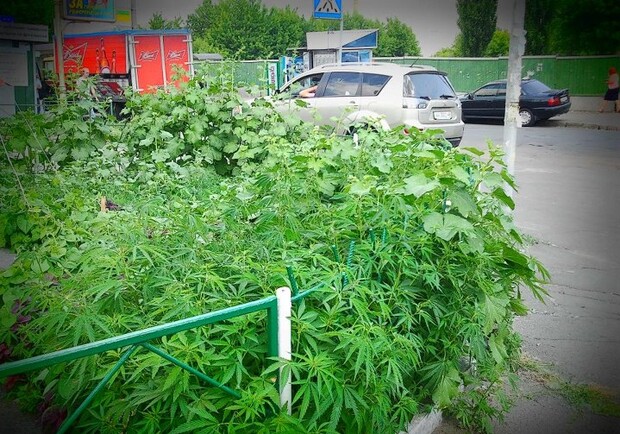 Киев конопля марихуана спорт