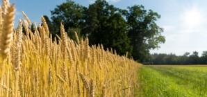 На Киевщине собрали первый миллион зерновых