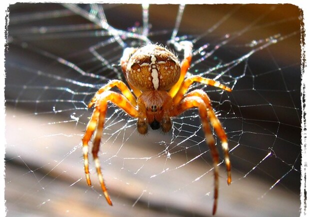 Ядовитые пауки донбасса - 47 фото