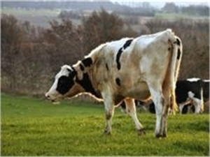 В Запорожской области заболели два человека, которые разделывали мясо с сибирской язвой. Фото sxc.hu.
