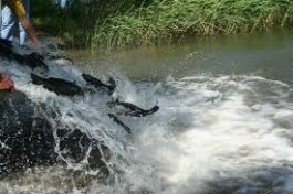 Киевское водохранилище пополнится рыбой. Фото с сайта ura-inform.com