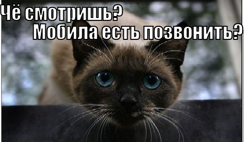 Фото: lolkot.ru