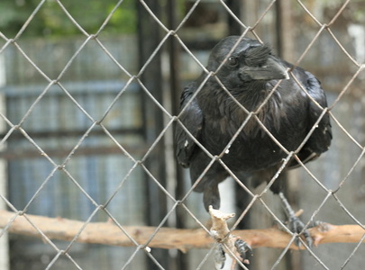 Ворон на Рейтарской. Фото subalienaumbra.blogspot.com