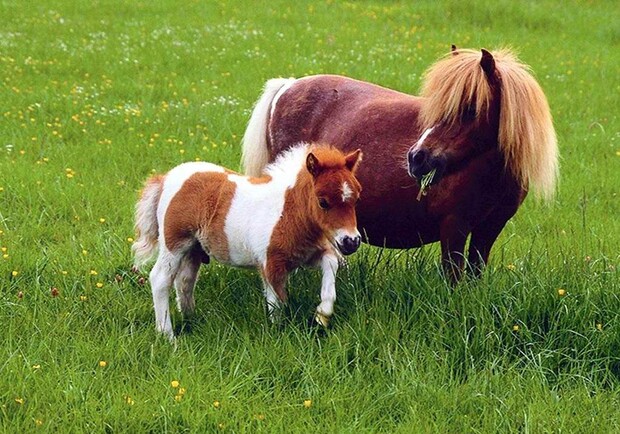 Фото zoo-farm.ru