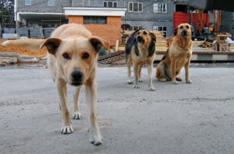 Фото yakiev.com