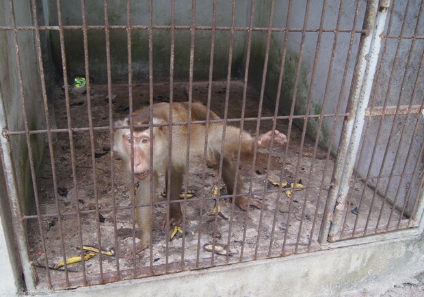 В киевском зоопарке разваливается обезьянник - Киев Vgorode.ua