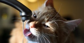 Вода в Запорожье действительно не такая уж плохая, а вот трубы, по которым она течет, превращают ее в химический коктейль
Фото сайта: oboi-dlja-stola.ru
