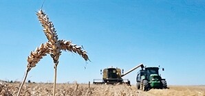 Агрохолдинги заявили о готовности Украины удвоить производство зерна