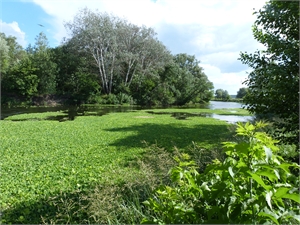 Как называют специалистов, которые изучают деревья и другие растения