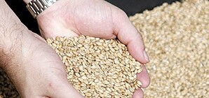 Присяжнюк: Украина отправила за границу 3,2 миллиона тонн зерна