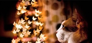 Vgorode разыскивает самую крутую квартирную елочку