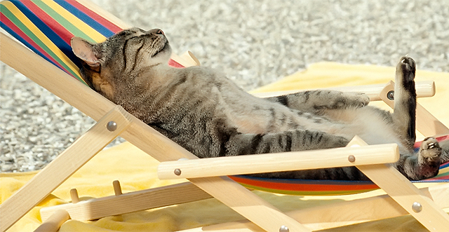 В Киеве потеплеет со середины следующей недели. Фото с сайта <a href="http://wallpapers.brothersoft.com/cat-on-a-beach-chair-78575-1920x1080.html">wallpapers.brothersoft.com</a>.