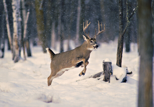 Фото: animalbox.ru