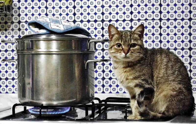 Фото lovemeow.com