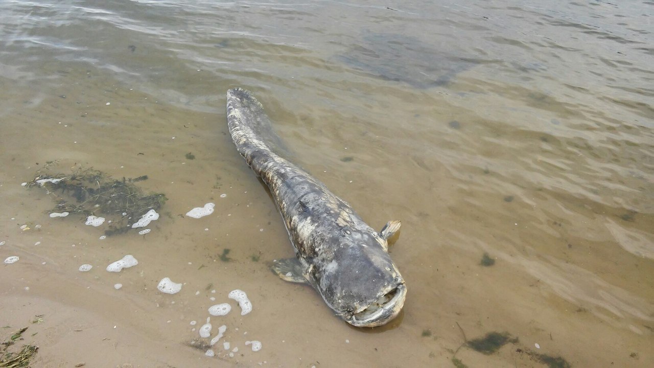 Рыба цимлянского водохранилища