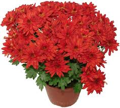Из Львова уже привезли 800 горшков хризантем.
Фото flowers-sell.narod.ru