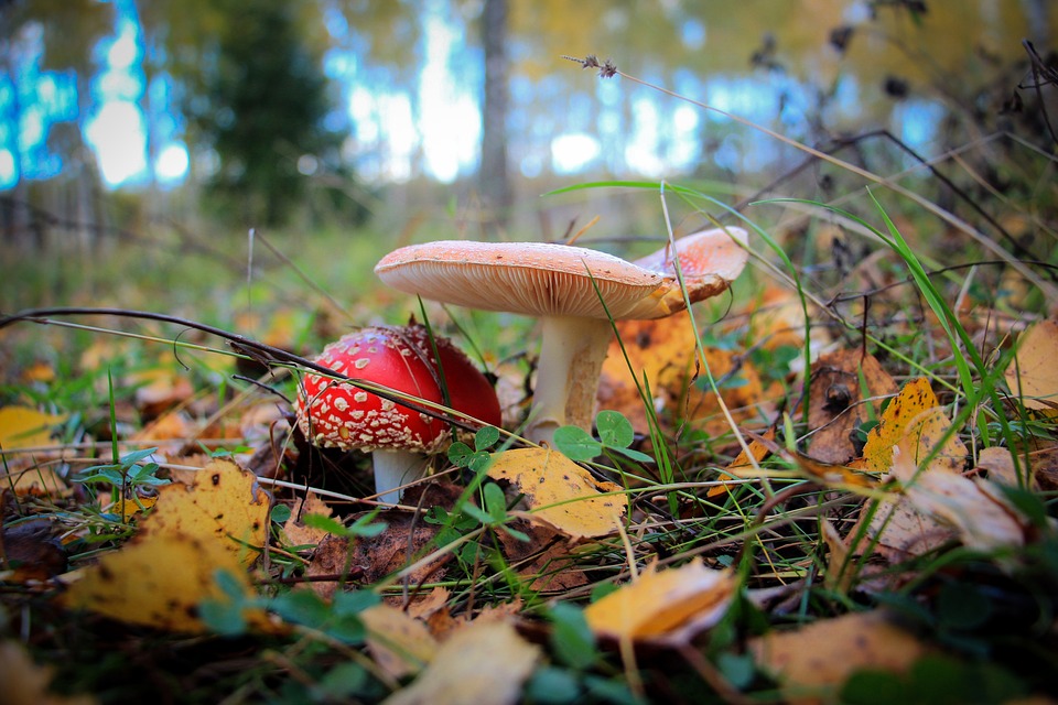 Фото: pixabay.com