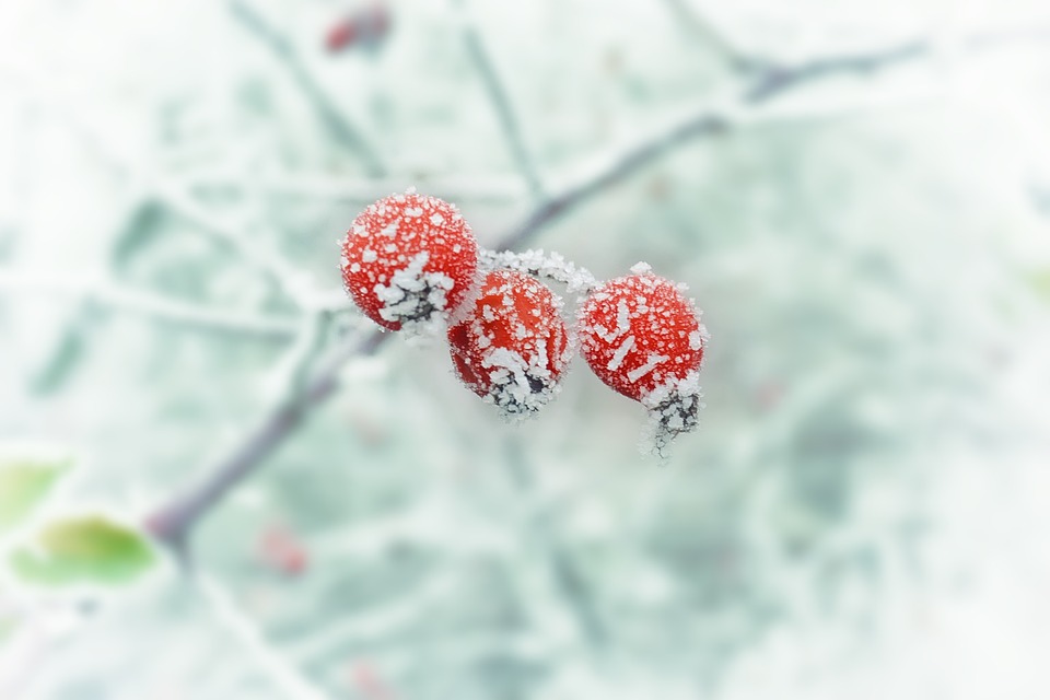 Фото: pixabay.com