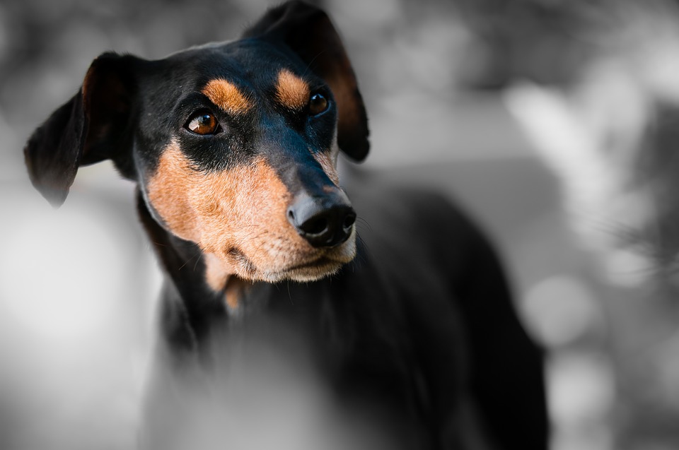 Фото: pixabay.com