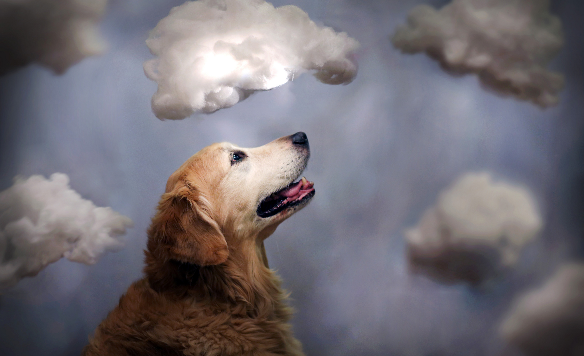 Собака и ее душа. Собака облако. Душа собаки. Небесная собака.