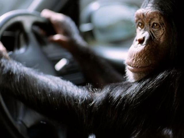 Monkey driving. Обезьянка за рулем. Мартышка за рулем. Шимпанзе за рулем. Обезьяна в машине.