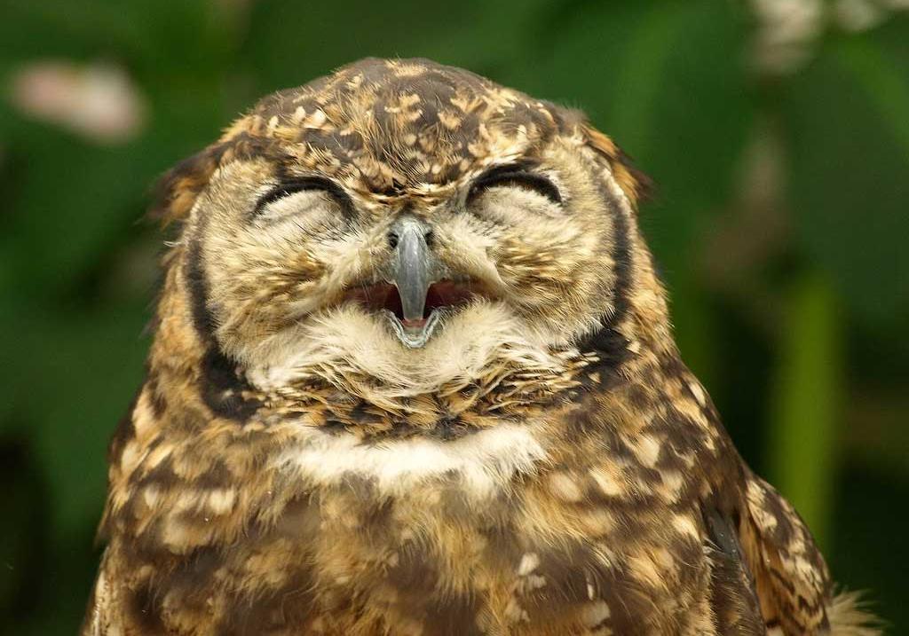 Фото http://goodnewsanimal.ru