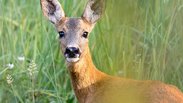 Фото: staticflickr.com