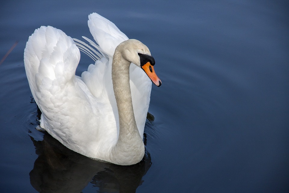 Фото: pixabay.com
