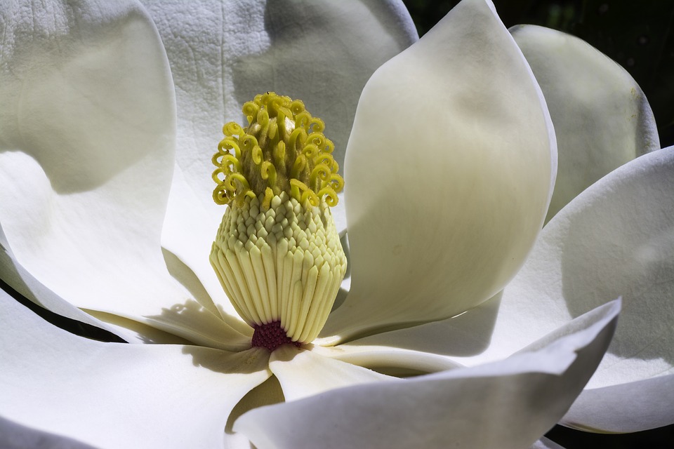 Фото: pixabay.com