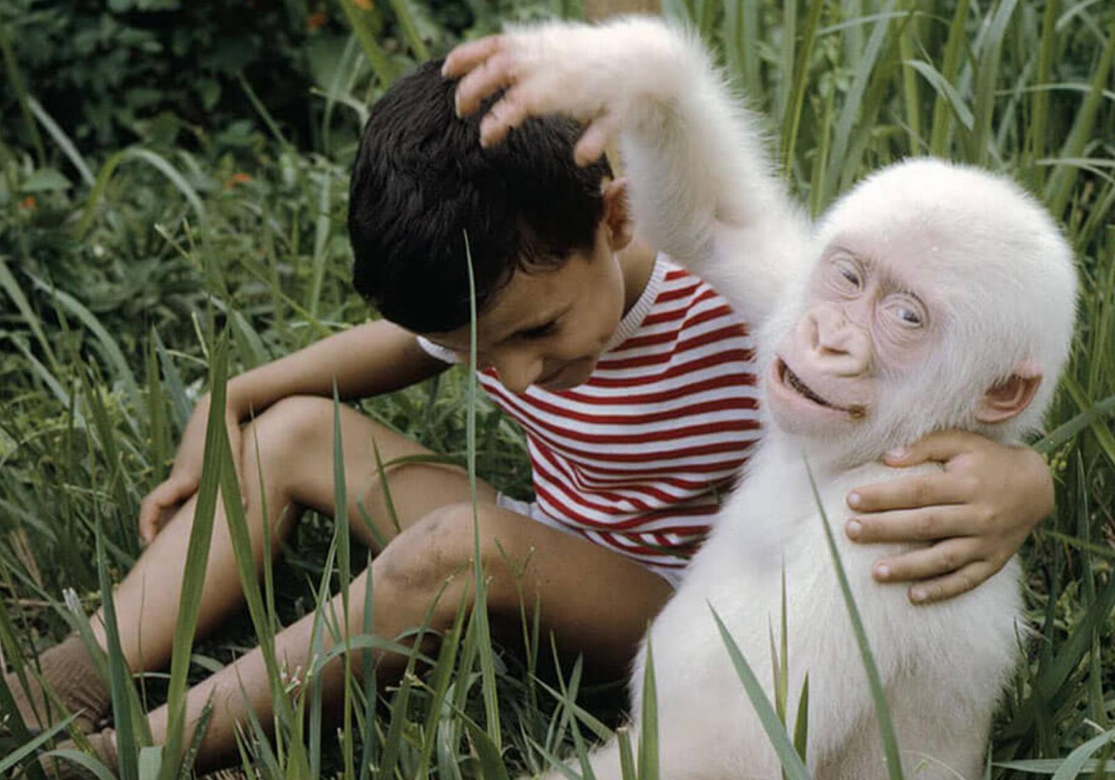 В дикой природе мыши с альбинизмом. Белая обезьяна альбинос. Горилла альбинос снежок. Горилла альбинос Барселона.
