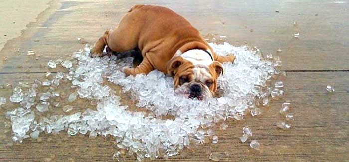 livingwithdogs.gr