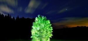 Чтобы красиво было: на Русановской набережной установят дополнительную подсветку деревьев