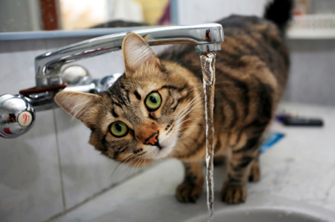 mybritishcat.ru