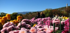 Хризантемы начнут кружиться в вальсе с 23 октября