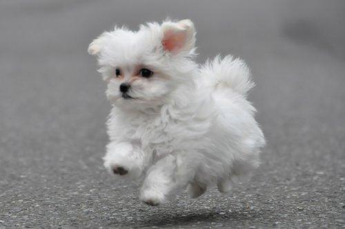 wildfrontier.ru