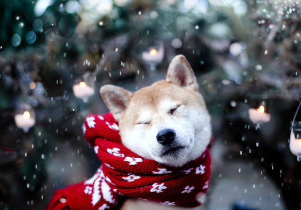 Фото: insidedogsworld.com