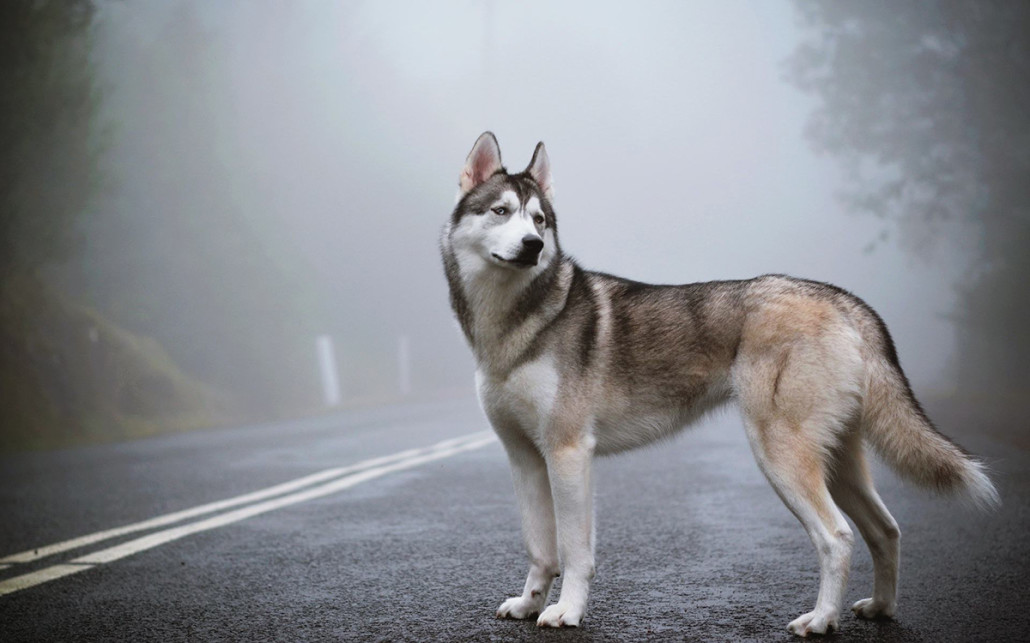 Фото: petpaw.com.au