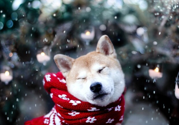 Фото: insidedogsworld.com