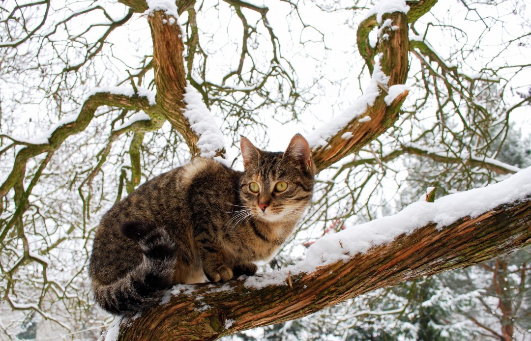 Фото: catsanimals.com