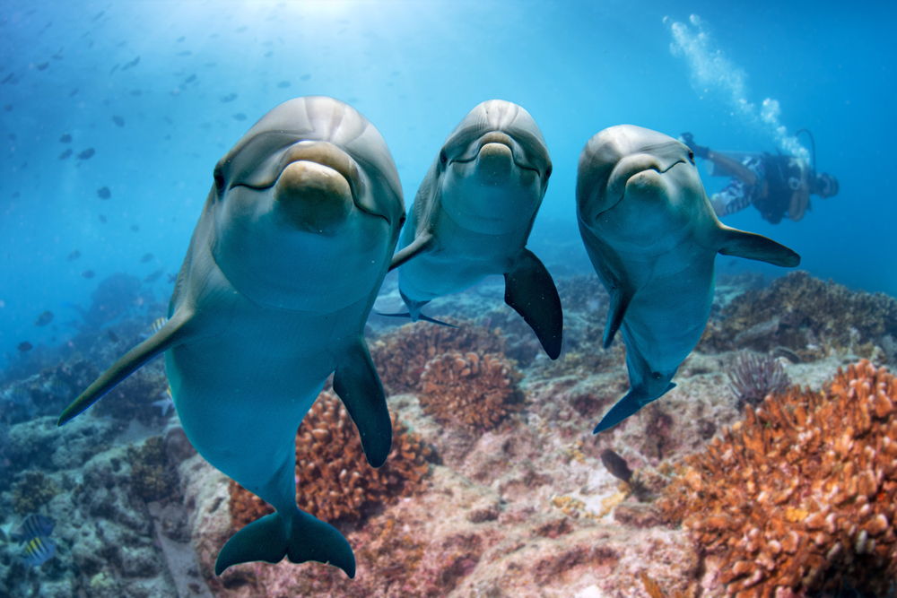 Фото: shutterstock.com
