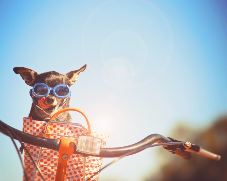 Фото: shutterstock.com