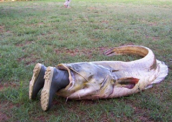 Белуга рыба самая большая в мире