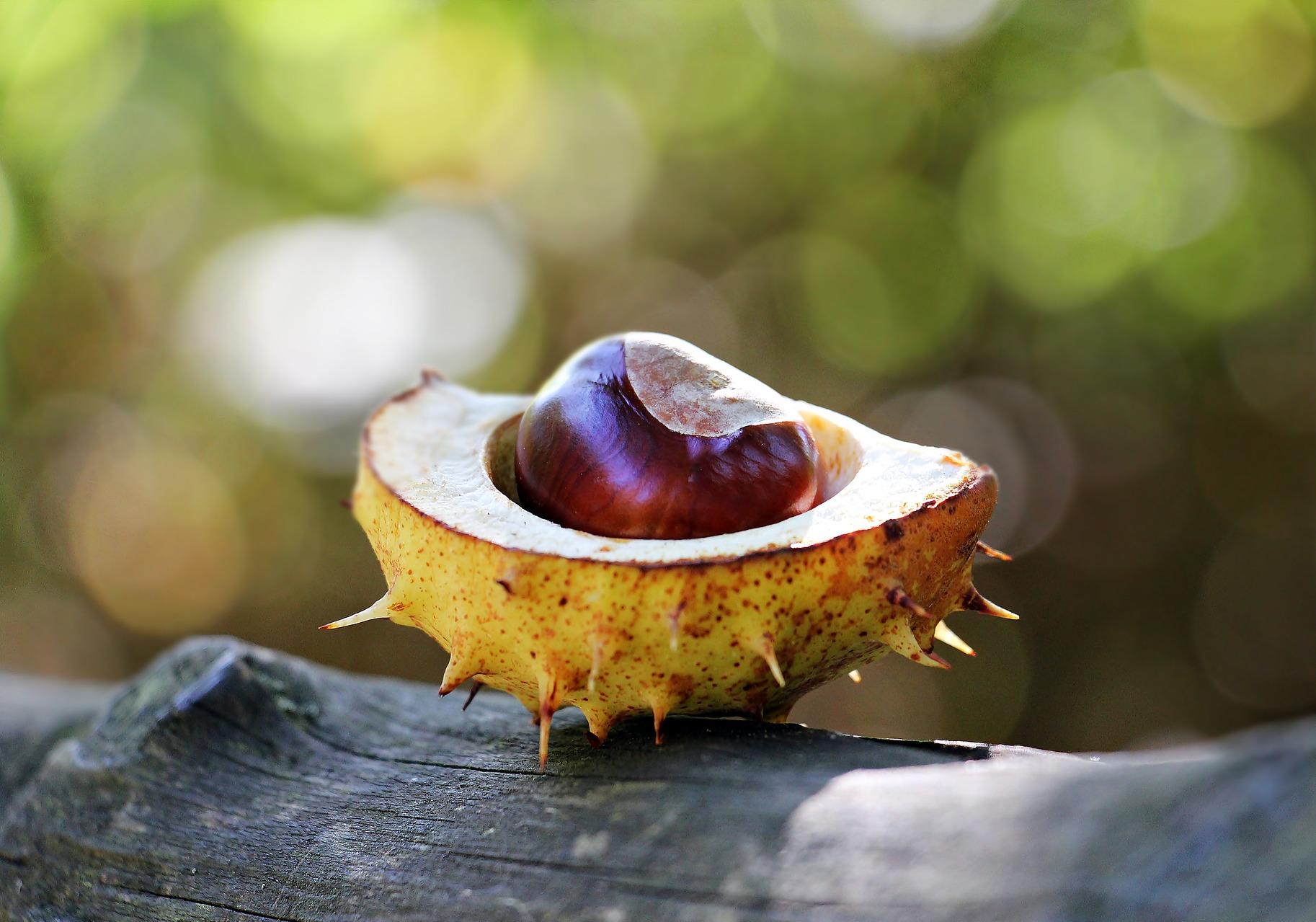 В Киеве открыли пункты приема каштанов: карта - Киев Vgorode.ua