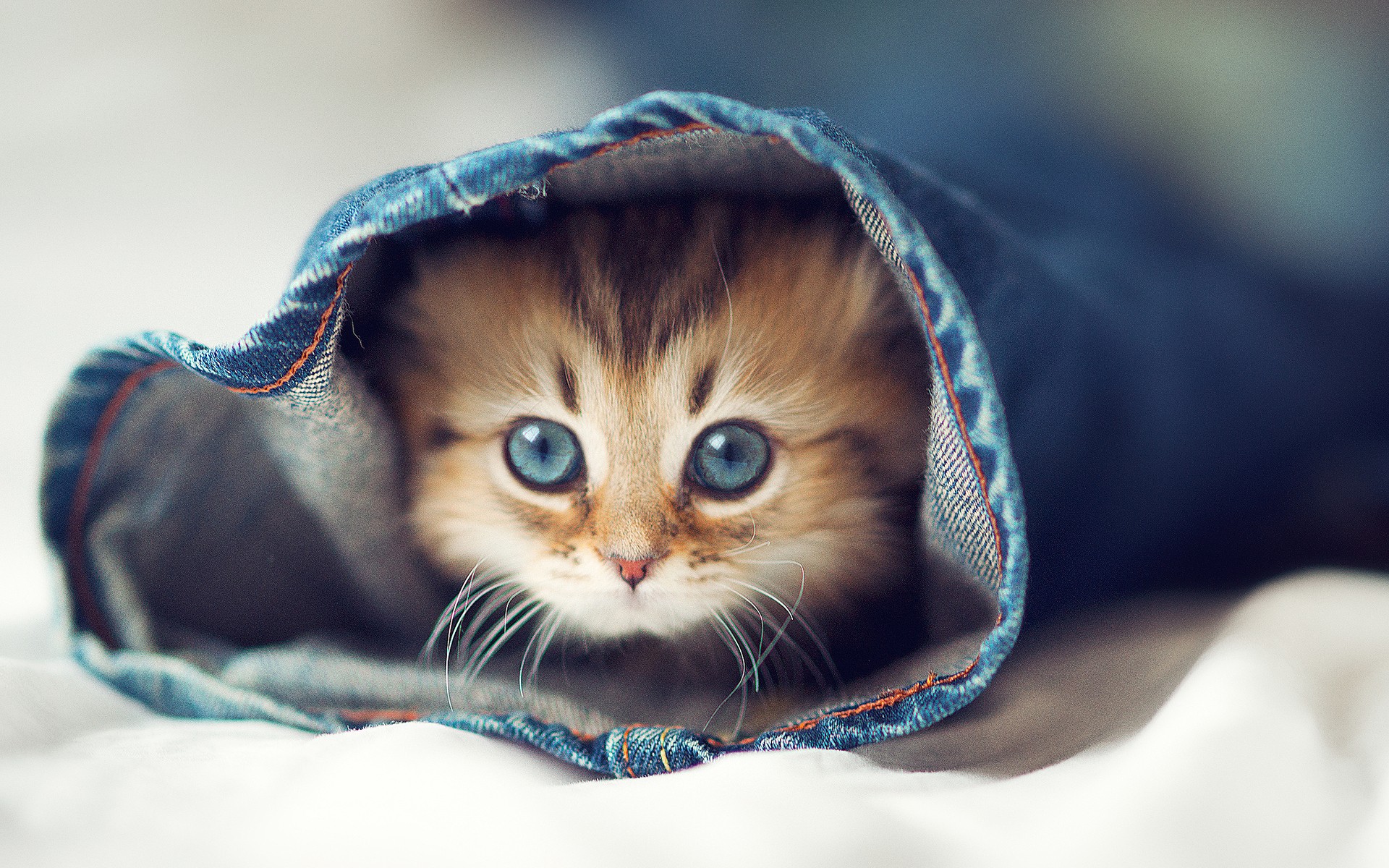 Котята застряли в трубе. Фото: pexels.com