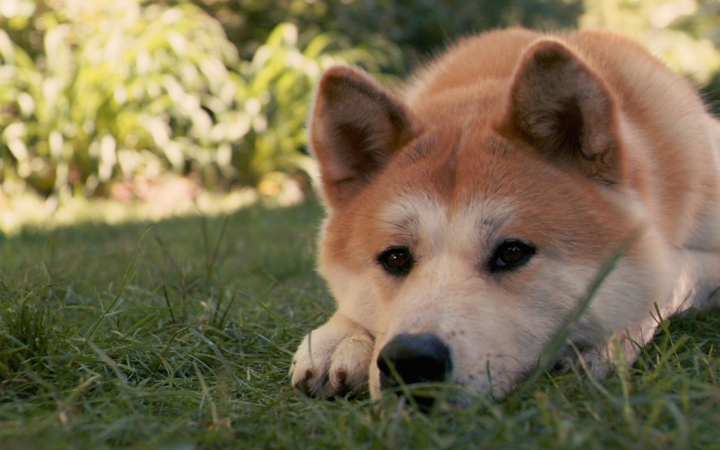 Порода самой преданной собаки. Акита-ину. Акита-ину Хатико. Собака Хатико. Акита Хатико.