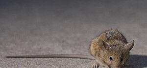 Заполонили: в центре Запорожья нашествие крыс (ВИДЕО)