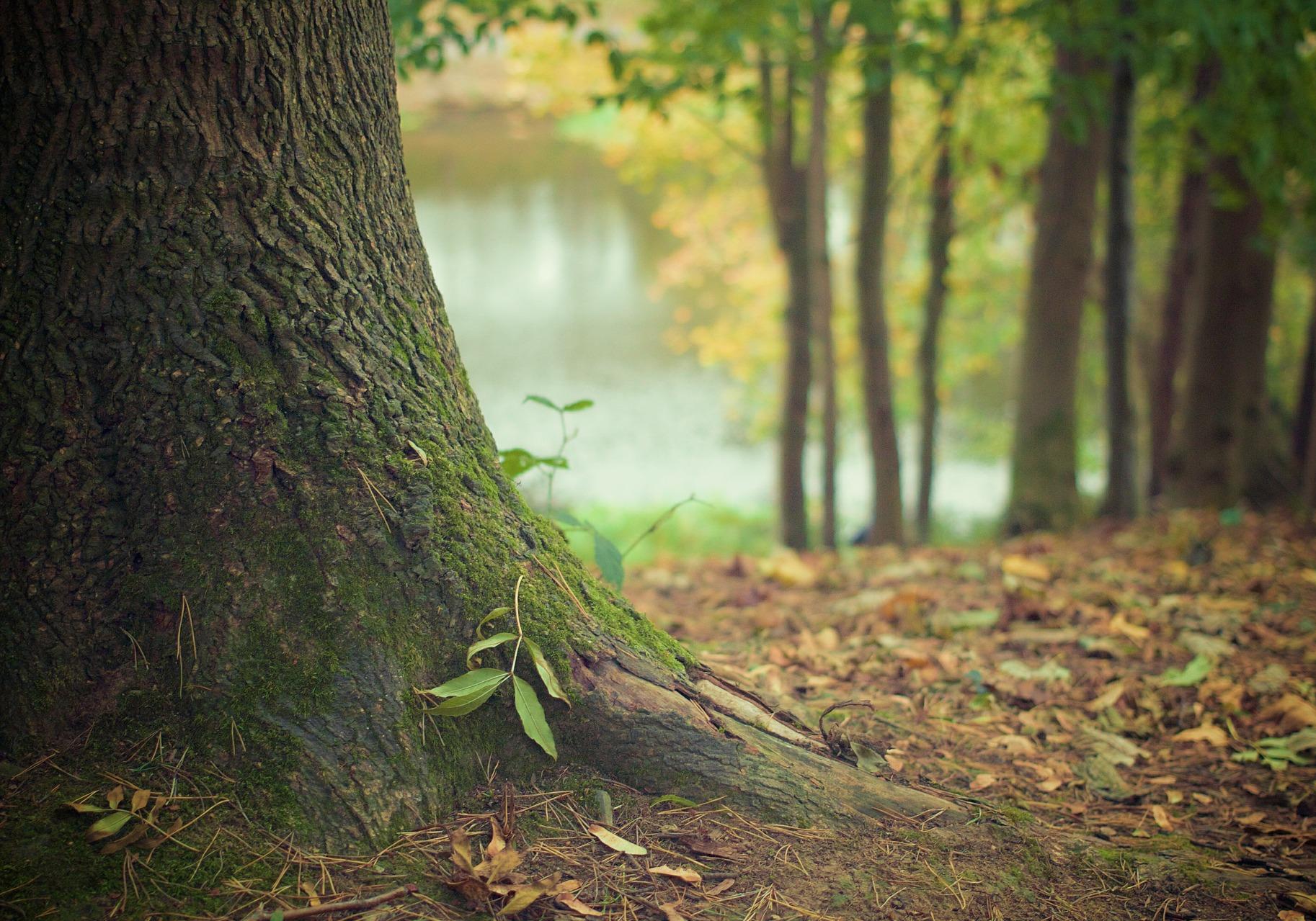 Фото: pixabay.com