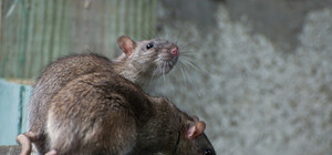 Бесстрашные грызуны: центр Киева заполонили огромные крысы